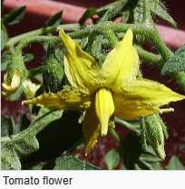 tomato flower